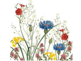 Tovaglioli Airlaid 65 g/m², 40 x 40 cm, 1/4 piega, "EDITH"