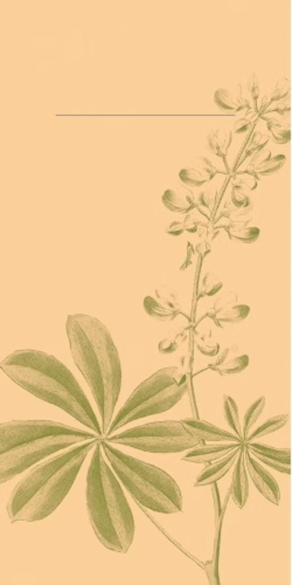 BESTECKTASCHEN AIRLAID  40 x 40 cm, 1/8 Falz, Opus flora