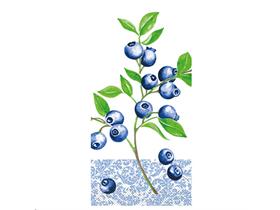 SERVIETTEN TISSUE  33 x 33 cm, Senga